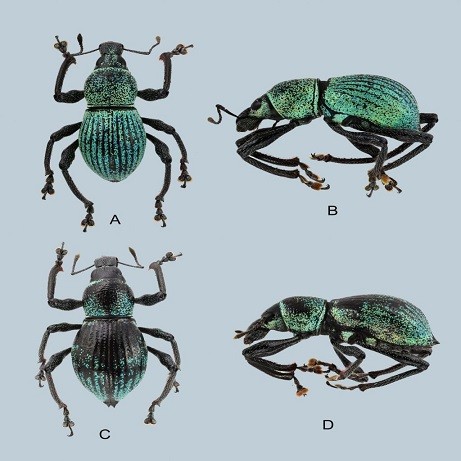 Weevil Source Weevil Species