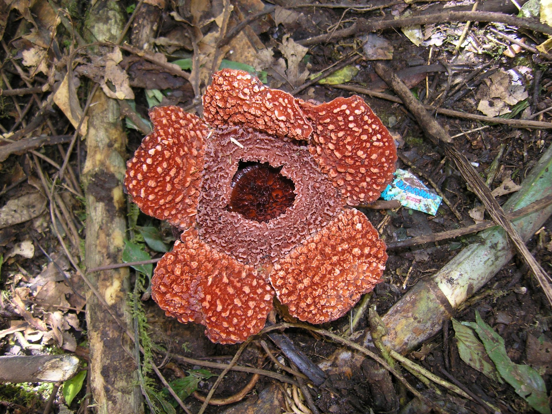 Pinterest Rafflesia Rafflesia